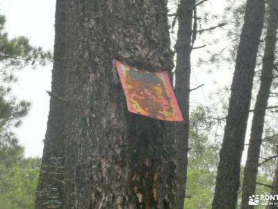 Bosque Plateado de La Jarosa; sendero gr 10 trekking por europa de paseo por madrid viajes con amigo